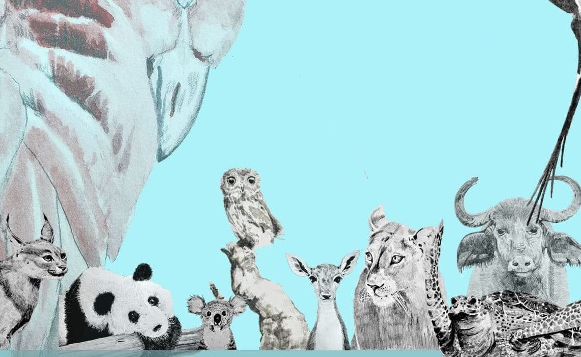 Liderlik ve Örgütlenme; Hayvanlar Bize Ne Söylüyor