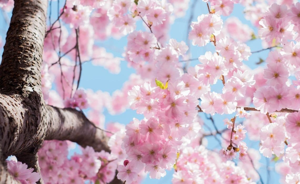 Baharda Bağışıklık Sisteminizi Güçlü Tutmanızın 5 yolu: