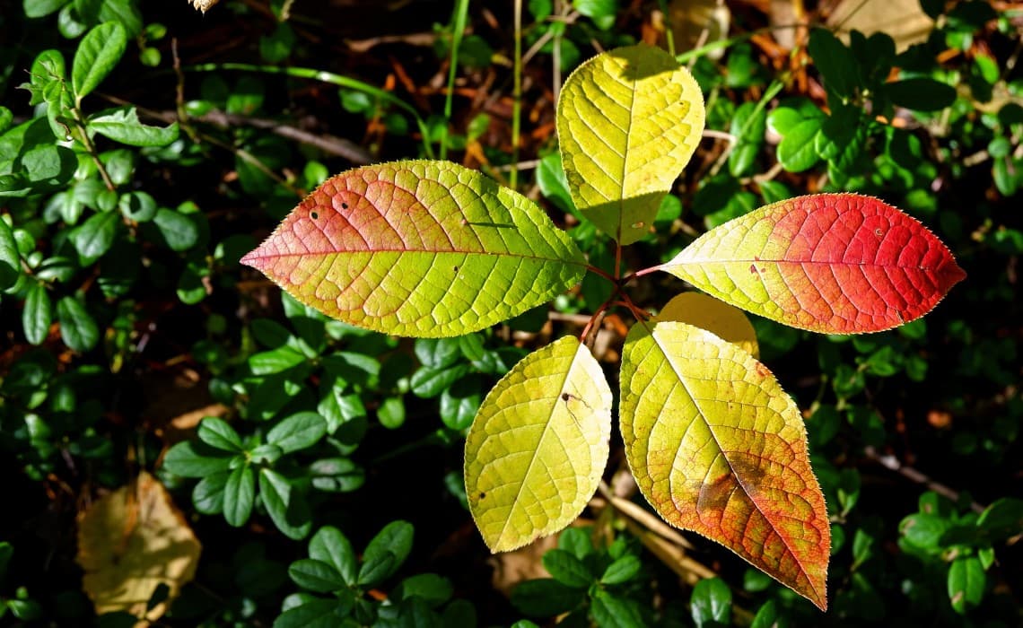 The Stranger at the Table: A Different Kind of Belonging